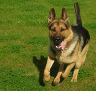 The Best Health Supplements for Your Pet’s Joints