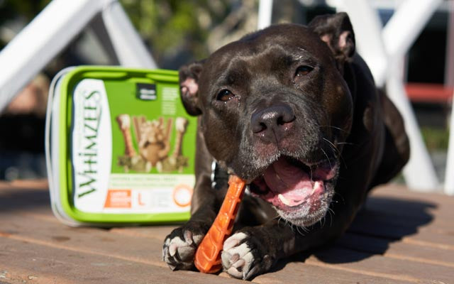 How to Check Your Pet’s Teeth and Gums