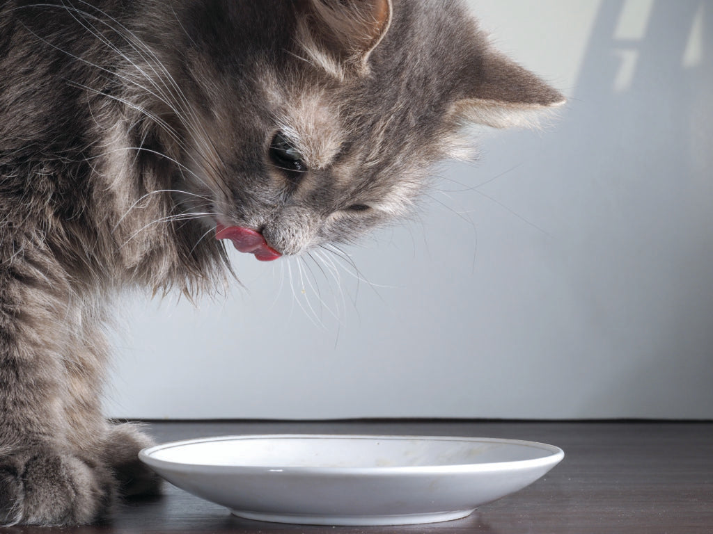 Why Protein Variety Matters for Your Pet’s Health
