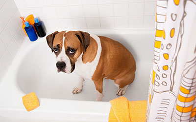 How to Spring Clean Your Pet’s Products