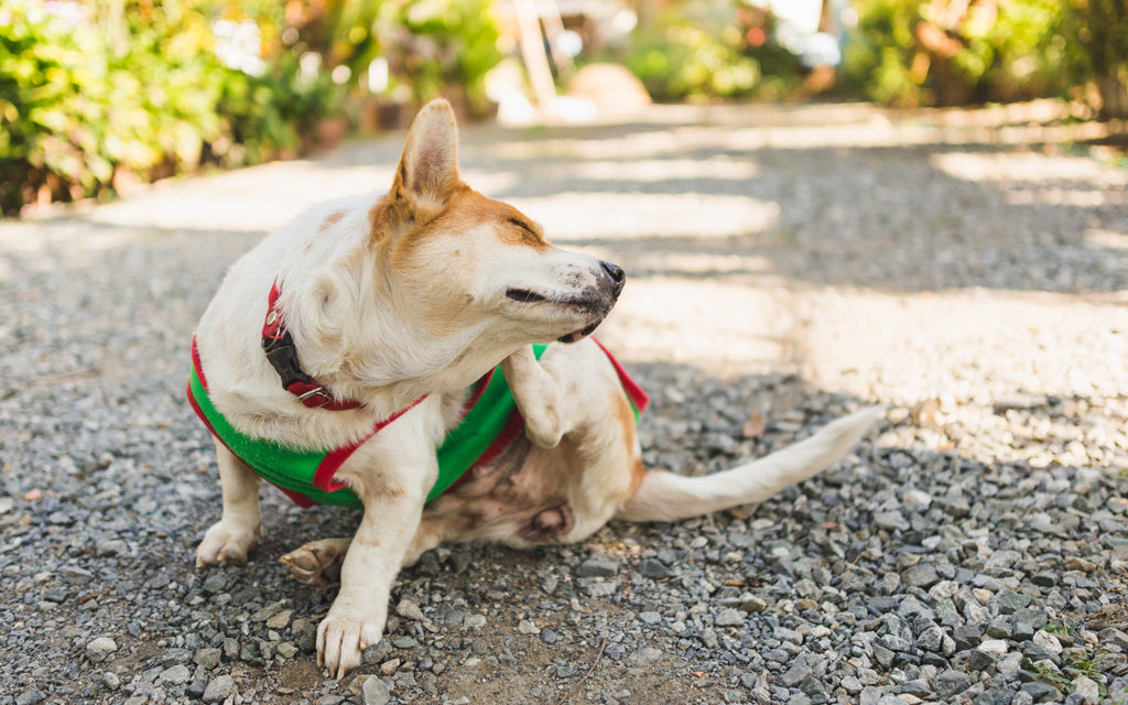 How to Get Your Pet Ready for Spring