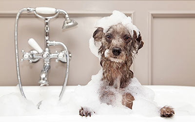 How to Eliminate Ticks and Fleas Naturally