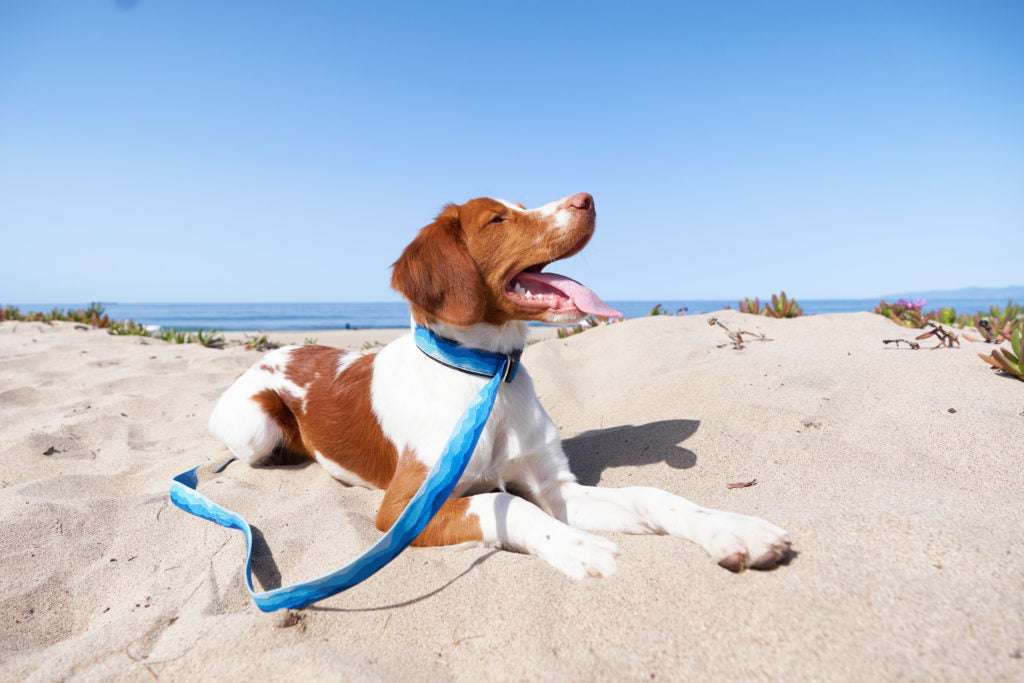 Best Collars and Leads for Dogs