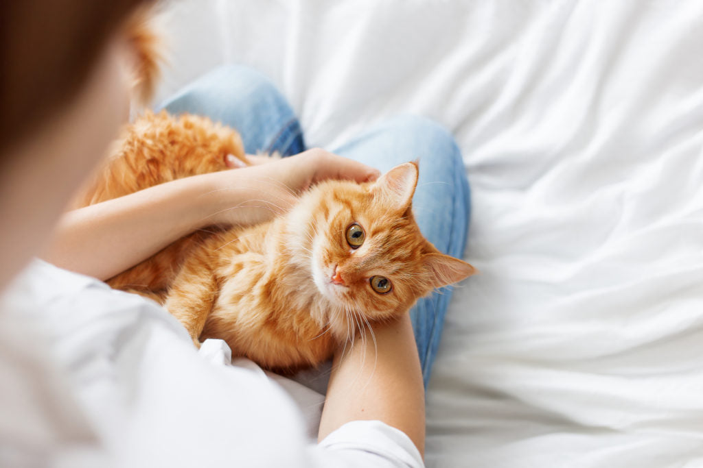 Why Cats Knead and What It Means