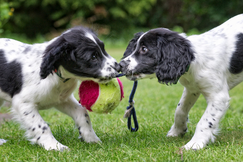 Why Dogs Love Tugging and How to Play Safely