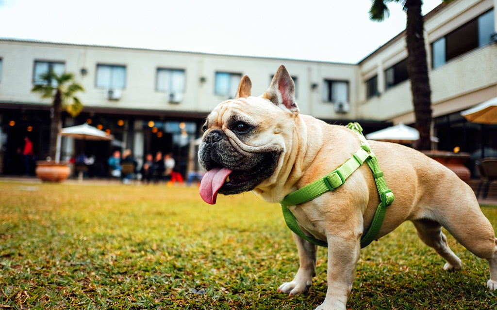 What a Holistic Approach to Pet Health Means
