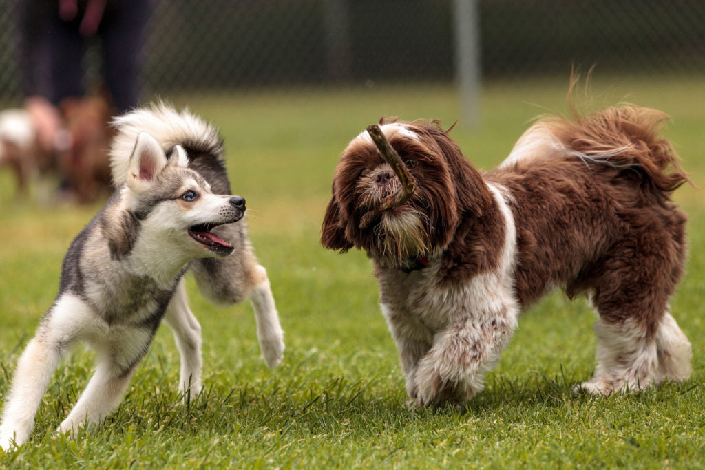 Dog Park Etiquette Every Owner Should Know