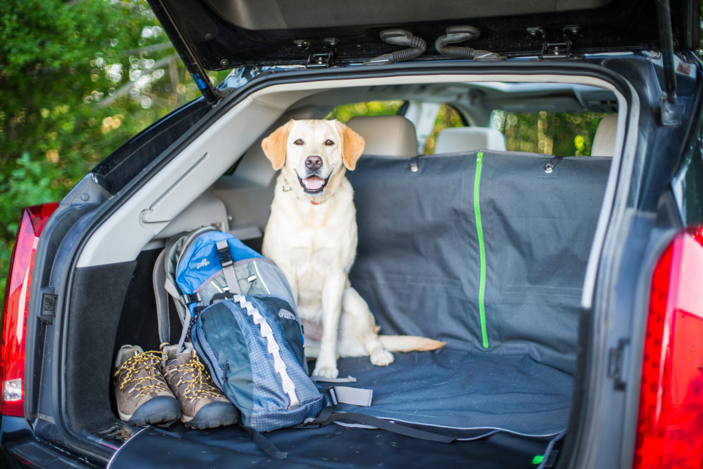 Summer Pet Travel Safety Tips From Kurgo