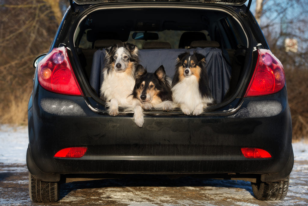 Best Pet-Friendly Vacation Destinations