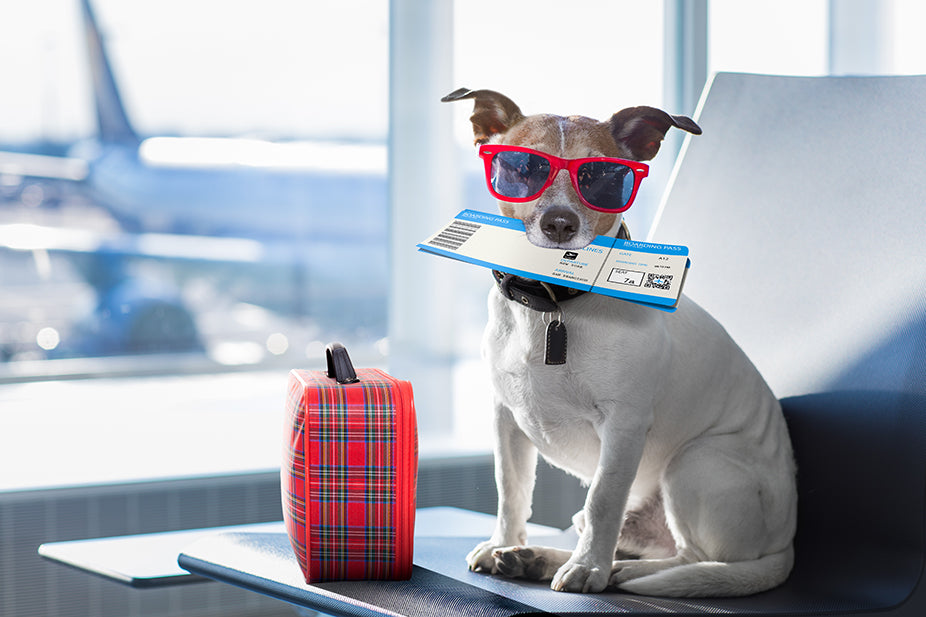 Flying With Your Pet: Tips for a Smooth Trip