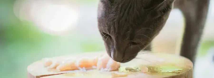 How to Keep Your Cat Hydrated