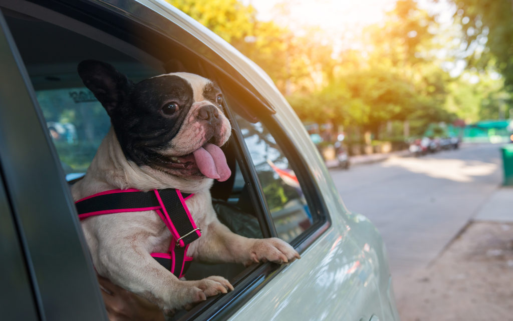 How to Help Your Pets Beat the Summer Heat