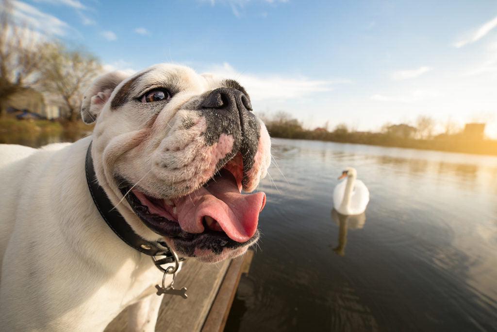 How to Recognize and Handle Heat Stroke in Dogs
