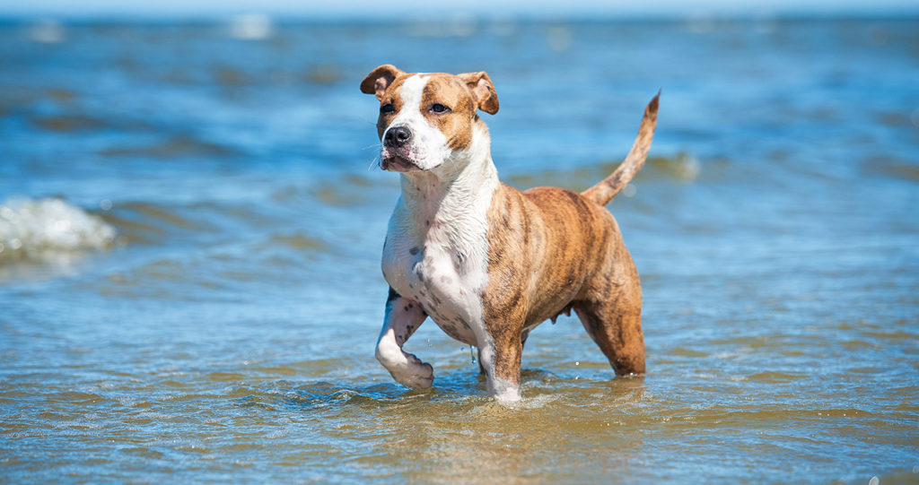 Water and Swim Safety for Dogs