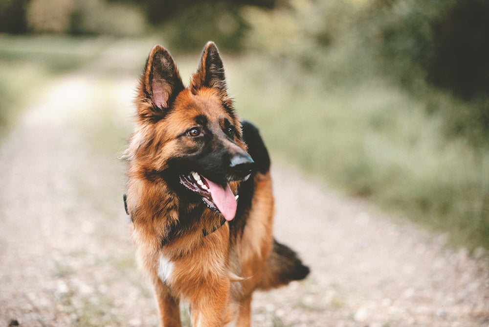 What to Expect When Adopting a New Pet