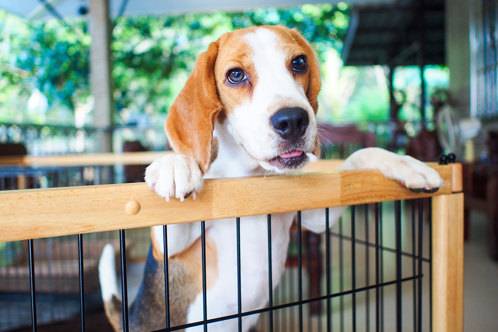 Local Animal Shelters and Rescues Spotlight