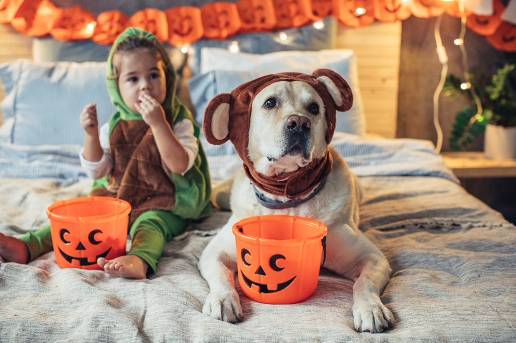Halloween Safety Tips for Pets