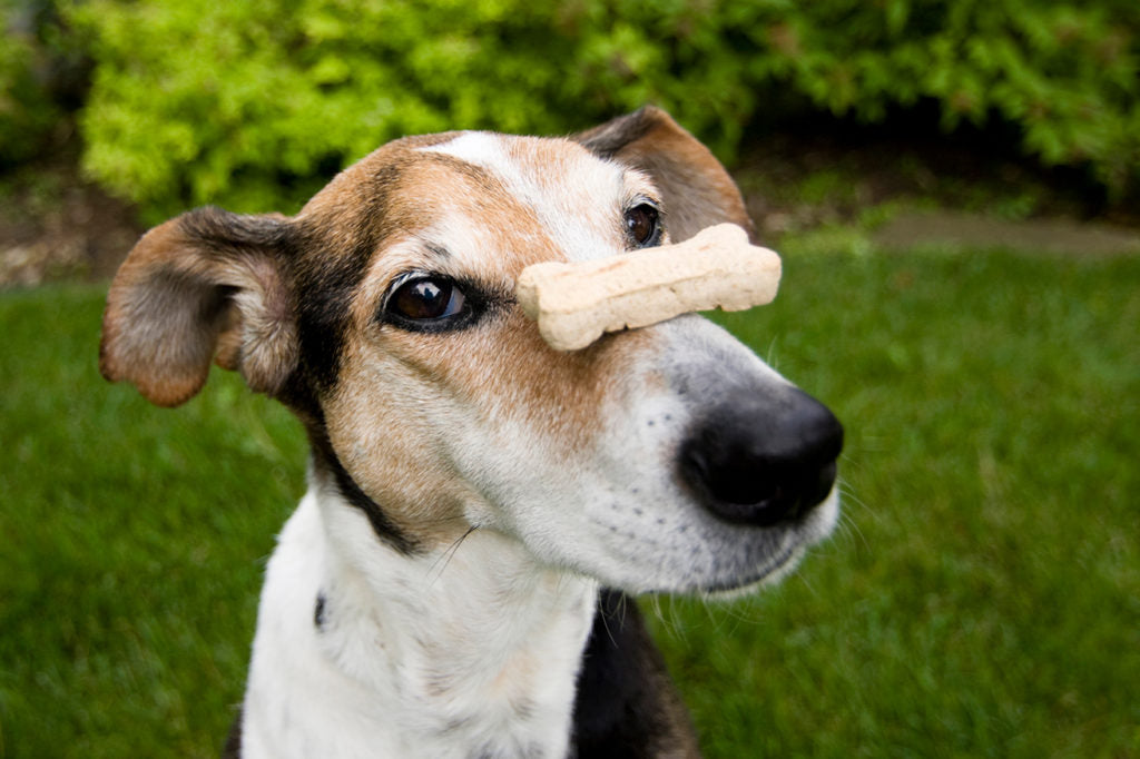 The Best Treats for Your Pet