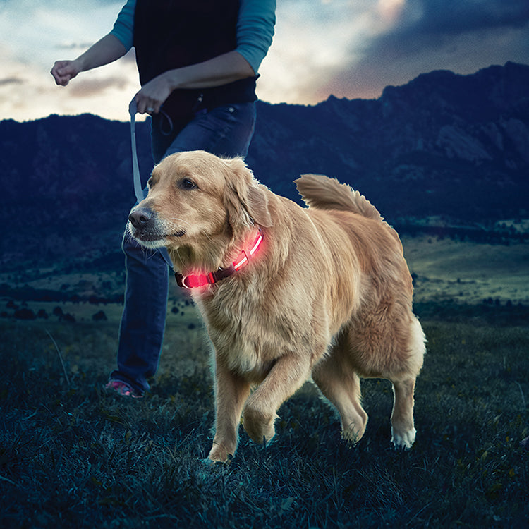 Trick-or-Treating With Your Dog: Safety Tips