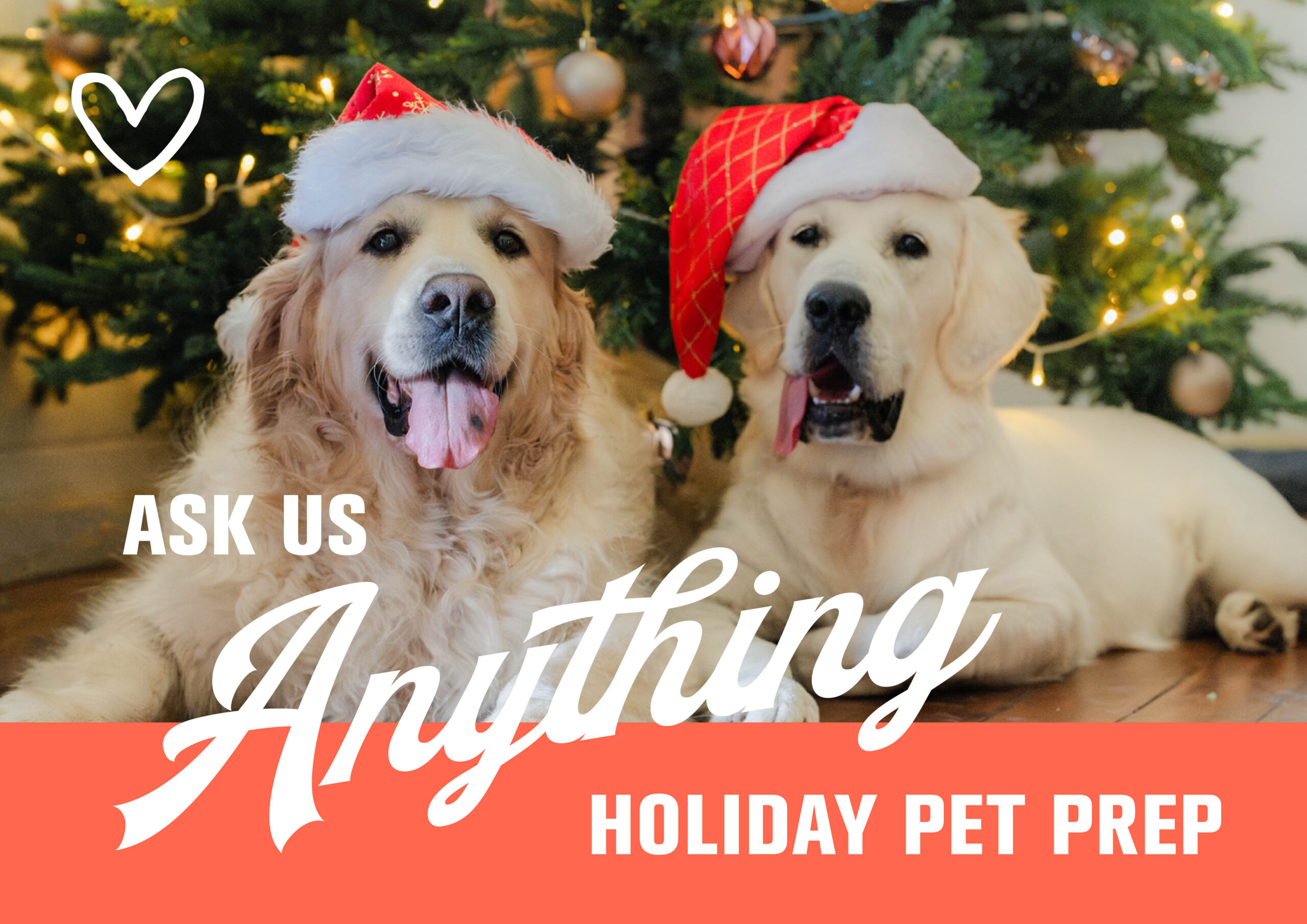 HOW DO I PREP MY PET FOR A SAFE & FUN HOLIDAY SEASON?