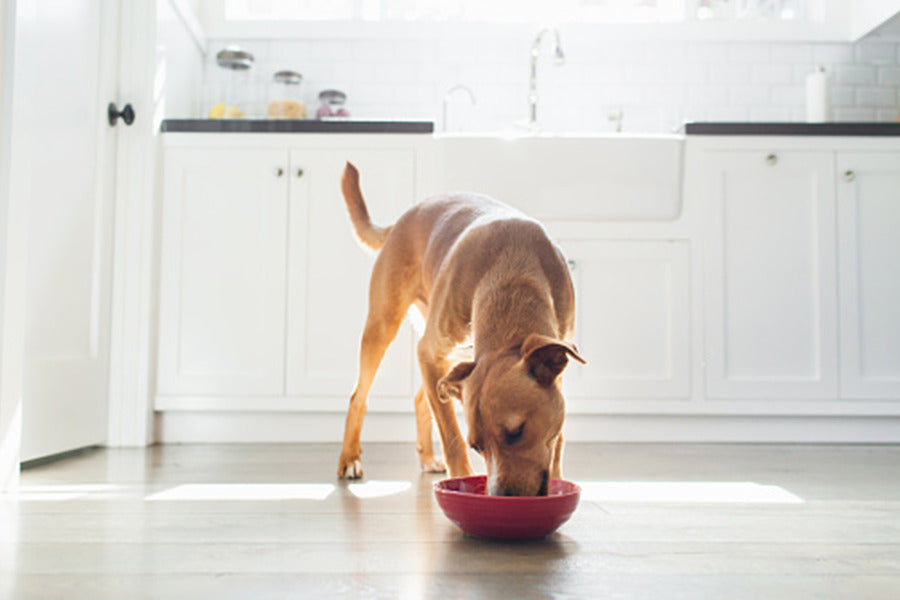 How Dog and Human Food Are Made Side by Side at Kriser’s