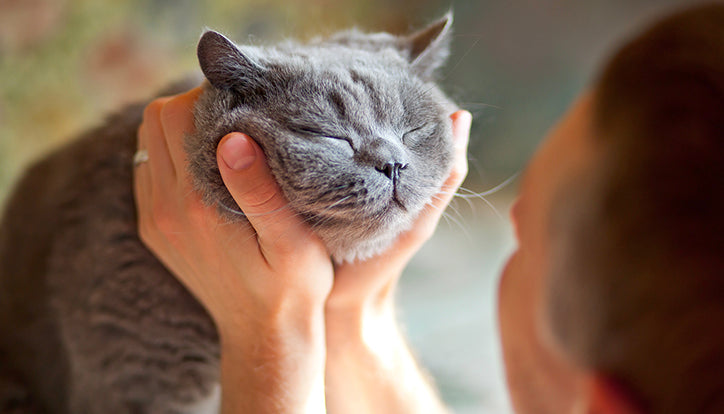 Understanding Cat Emotions