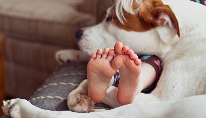 Why Dogs Make the Best Service Animals