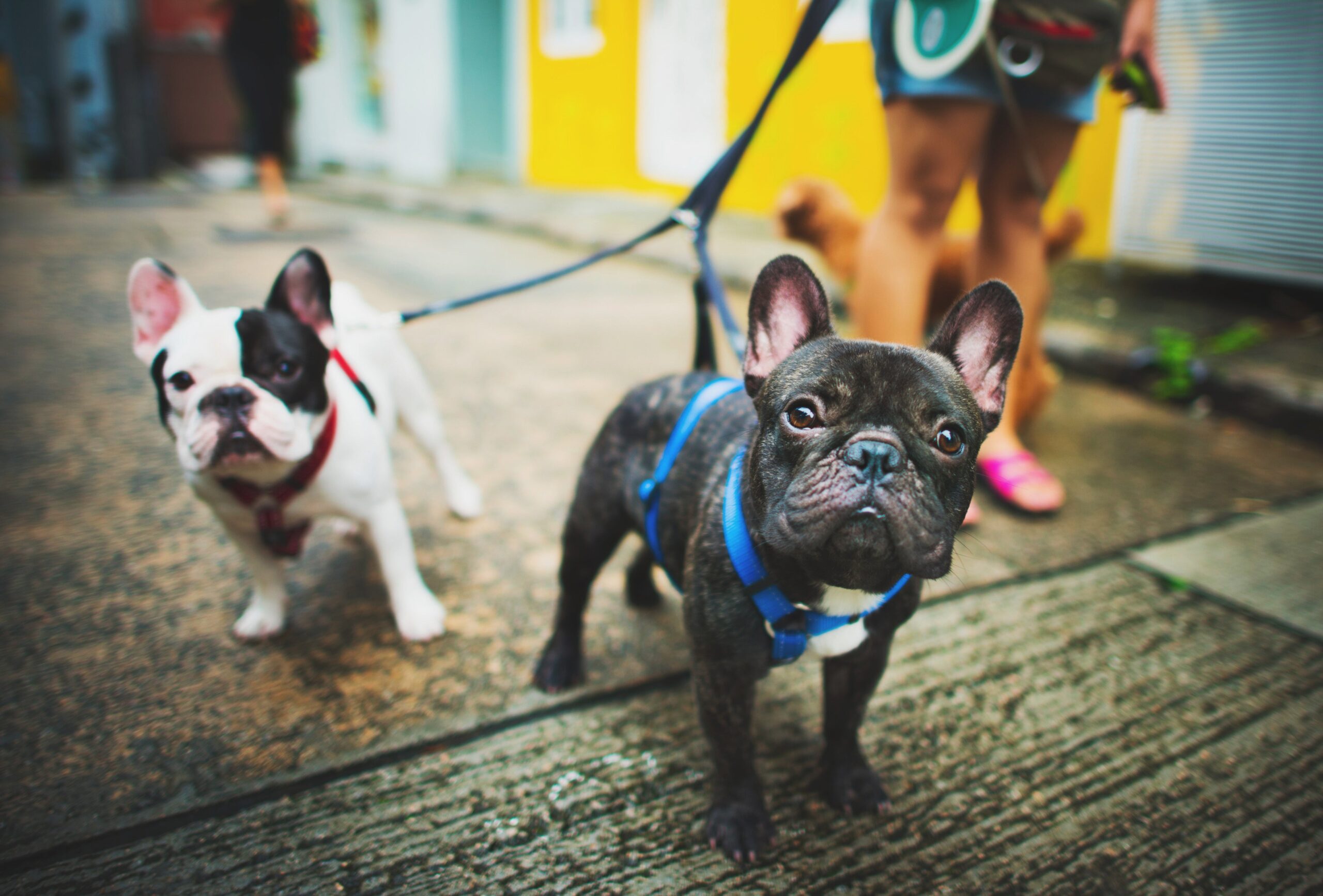 Why Your Pet Is the Perfect Soulmate