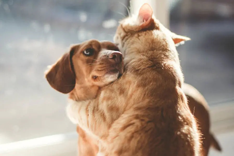 How to Introduce a Second Pet Into Your Home