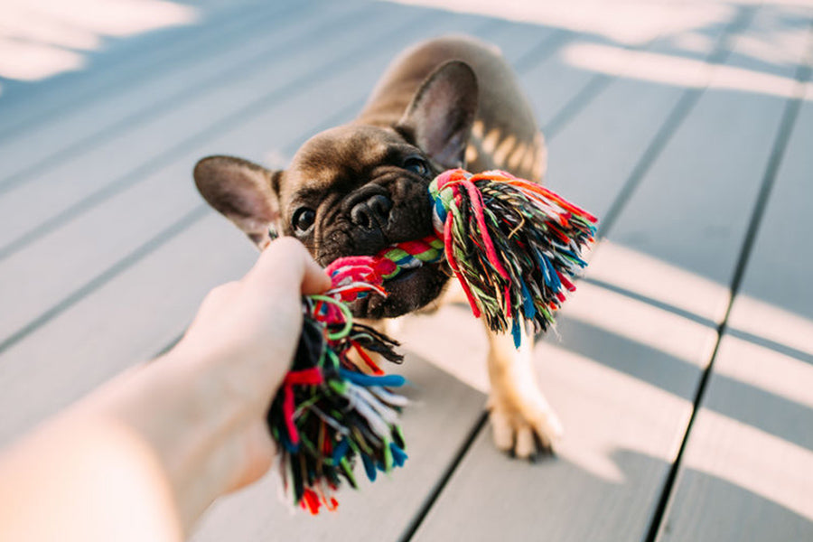 The Most Durable Pet Toys for Years of Fun