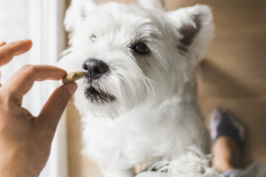 The Difference Between Treats and Treeeeeeats for Pets