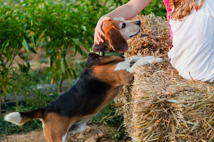 How Generational Companies Feed Your Pet Like Family