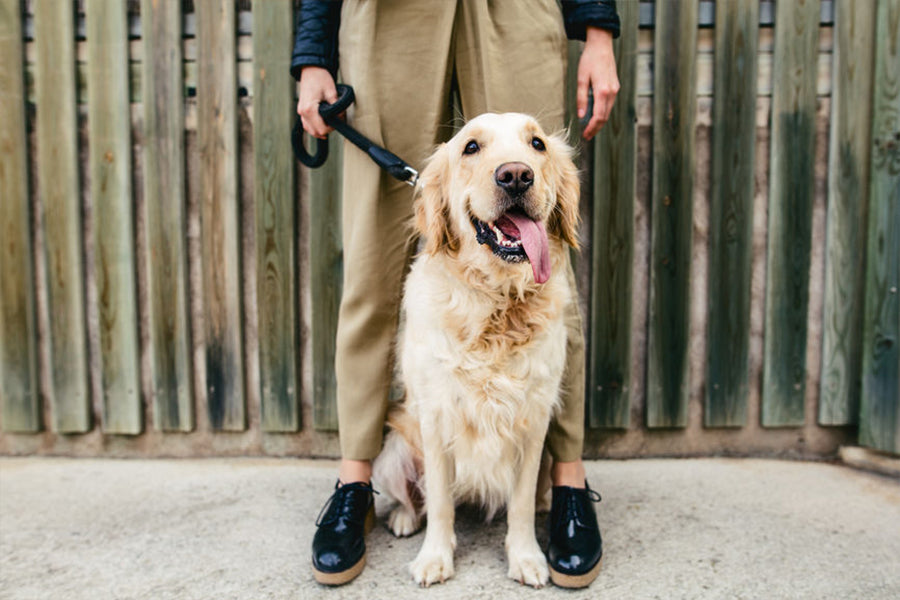 How to Overcome Walking Struggles With Your Pet
