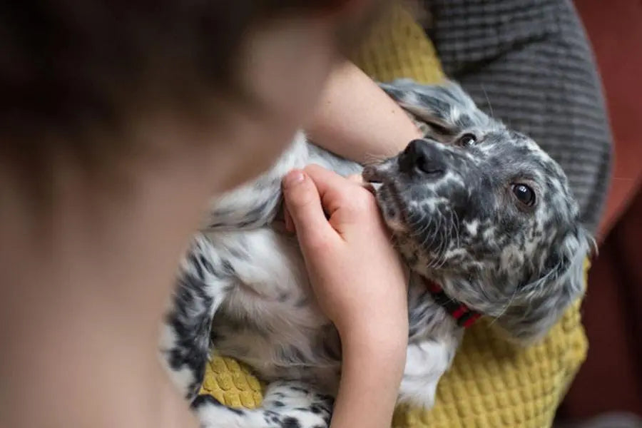 What to Expect When Adopting a New Pet With Kriser’s