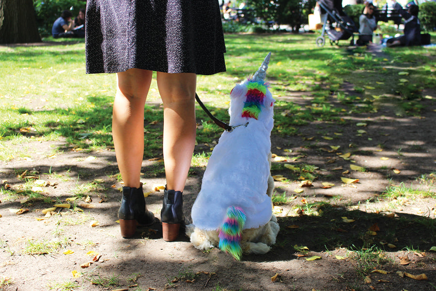 How to Celebrate Halloween With Your Pets