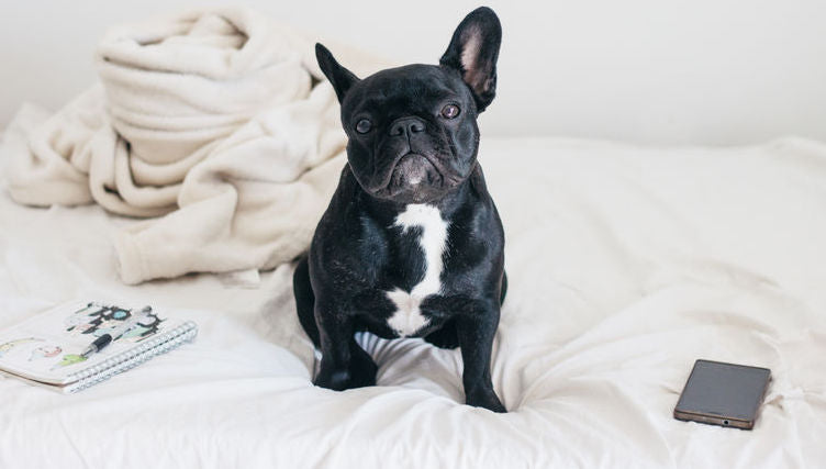 How to Keep Your Puppy on Track and Your Rugs Dry