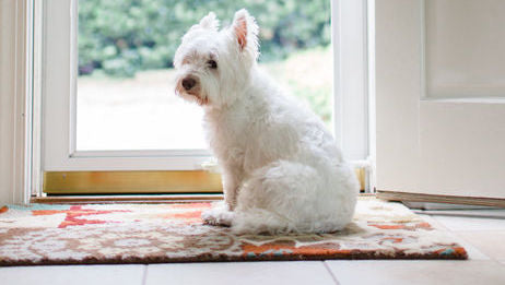 Why Dogs Need a Consistent Schedule