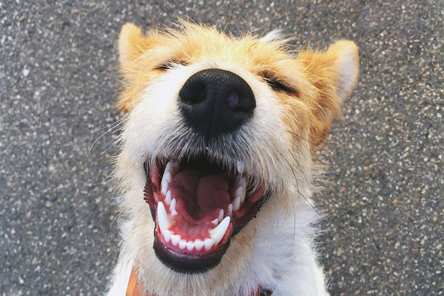What Your Pet’s Ancestors Can Teach About Nutrition