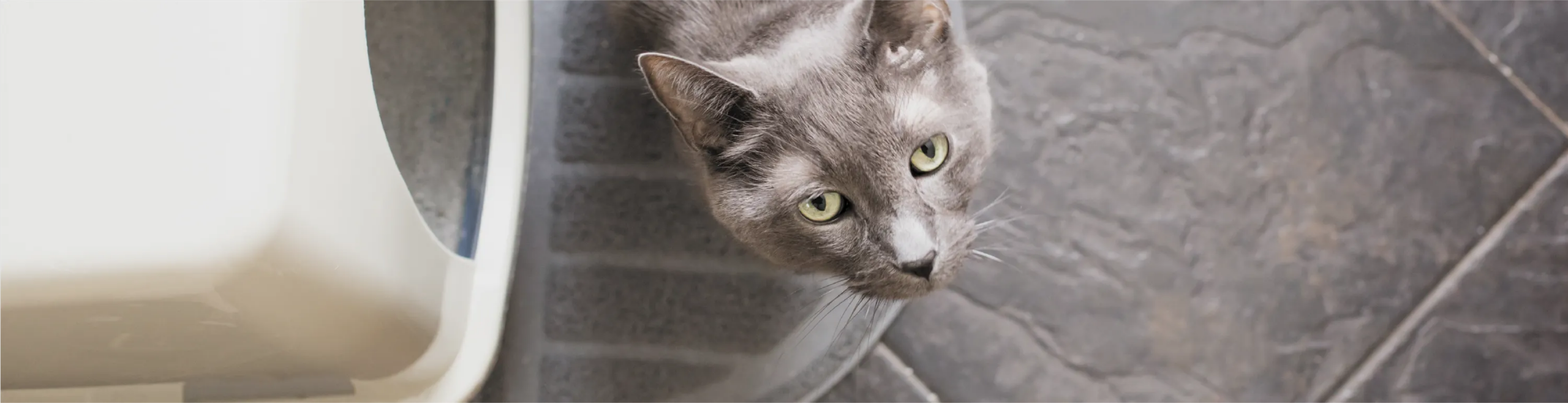 The Different Types of Cat Litter Explained