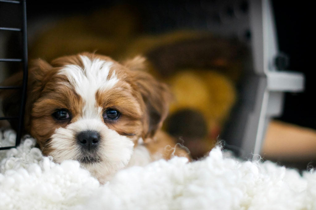 Why Crate Training Is Important for Your Pet