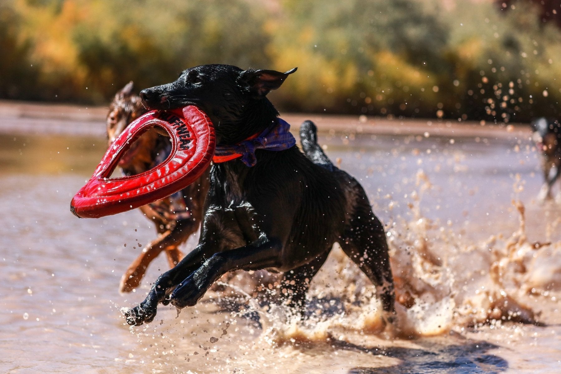 PETS PLAY LIKE IT’S THEIR JOB. AND TECHNICALLY, IT IS.