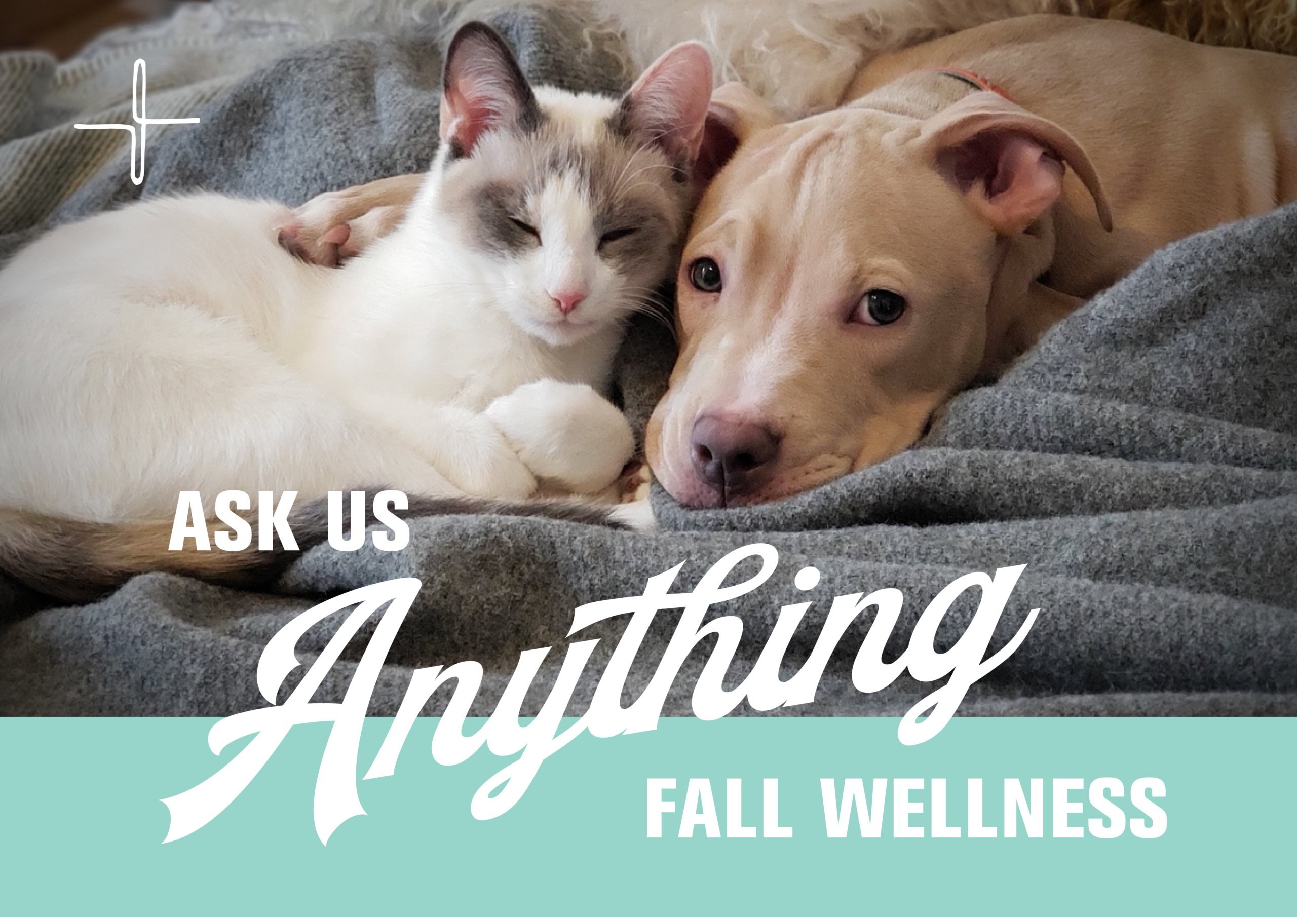 HOW CAN I KEEP MY DOG OR CAT HAPPY & SAFE THIS FALL?